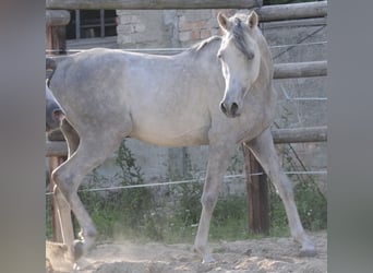 Egipski koń arabski, Ogier, 4 lat, 158 cm, Siwa