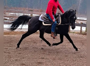 Egipski koń arabski, Ogier, 6 lat, 152 cm, Kara