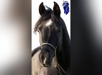 Egipski koń arabski, Ogier, 4 lat, 155 cm, Rabicano