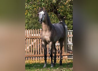 Egipski koń arabski, Ogier, 10 lat, 152 cm, Siwa