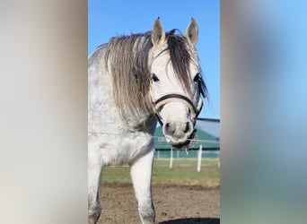 Egipski koń arabski, Ogier, 6 lat, 150 cm, Siwa