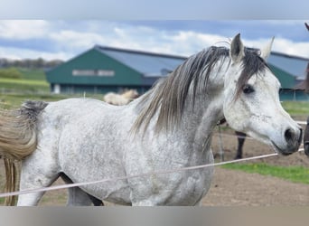 Egipski koń arabski, Ogier, 6 lat, 150 cm, Siwa