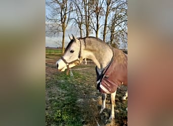 Egipski koń arabski, Ogier, 6 lat, 150 cm, Siwa