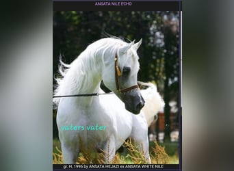 Egipski koń arabski, Ogier, 4 lat, 145 cm, Siwa