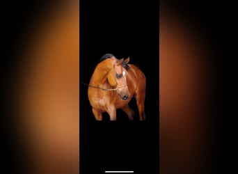 Egipski koń arabski, Ogier, Źrebak (05/2024), 156 cm, Gniada