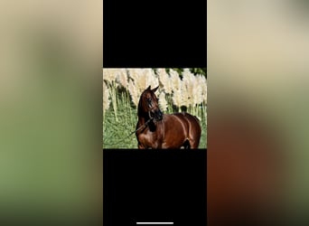 Egipski koń arabski, Ogier, Źrebak (05/2024), 156 cm, Gniada
