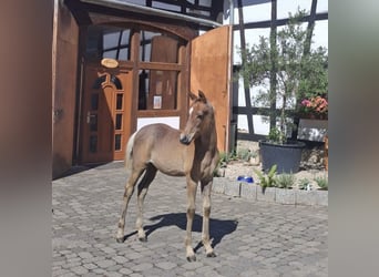Egipski koń arabski, Ogier, Źrebak (05/2026), Siwa