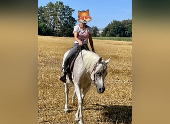 Egipski koń arabski, Wałach, 10 lat, 152 cm, Siwa w hreczce