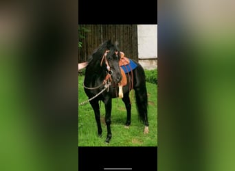 Egipski koń arabski, Wałach, 12 lat, 146 cm, Kara