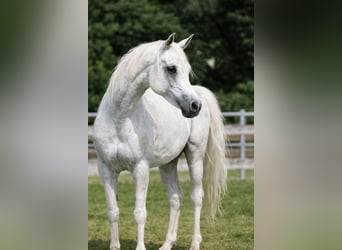 Egipski koń arabski, Wałach, 13 lat, 155 cm, Siwa