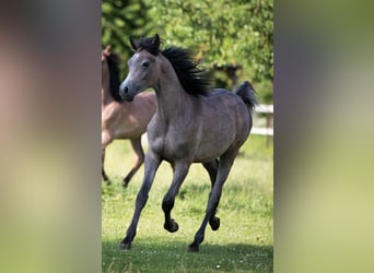 Egipski koń arabski, Wałach, 1 Rok, 155 cm, Może być siwy