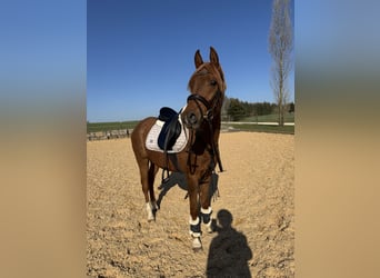 Egipski koń arabski, Wałach, 3 lat, 152 cm, Kasztanowata