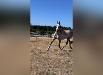 Egipski koń arabski, Wałach, 4 lat, 150 cm, Siwa