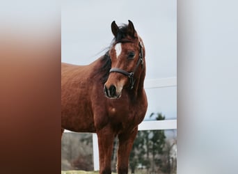 Egipski koń arabski, Wałach, 6 lat, 153 cm, Gniada