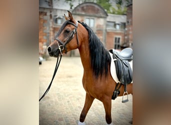 Egipski koń arabski, Wałach, 7 lat, 147 cm, Gniada