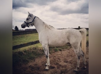 Egipski koń arabski, Wałach, 8 lat, 150 cm, Siwa w hreczce