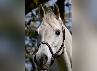Egipski koń arabski, Wałach, 15 lat, 159 cm, Siwa