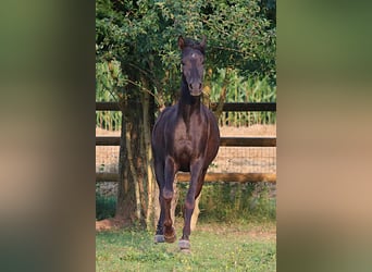 Egipski koń arabski, Wałach, 6 lat, 160 cm, Kara