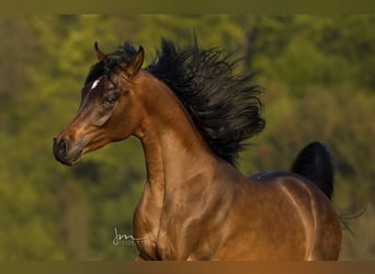 Egipski koń arabski, Wałach, 7 lat, 155 cm, Ciemnogniada