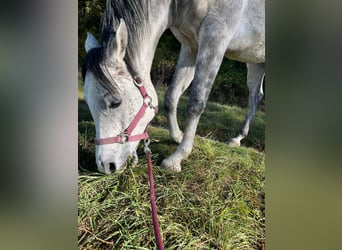 Egipski koń arabski, Wałach, 7 lat, 160 cm, Siwa jabłkowita