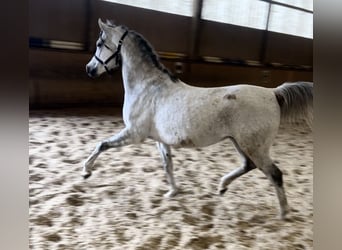 Egipski koń arabski, Wałach, 8 lat, 150 cm, Siwa jabłkowita