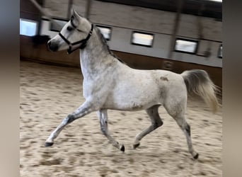 Egipski koń arabski, Wałach, 8 lat, 150 cm, Siwa jabłkowita
