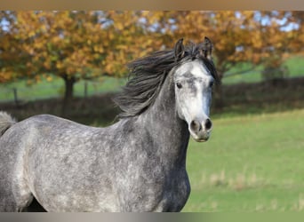 Egipski koń arabski, Wałach, 8 lat, 156 cm, Siwa jabłkowita