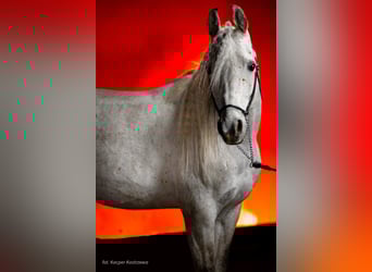 Arabian horses, Stallion, 8 years, 15,1 hh, Grey