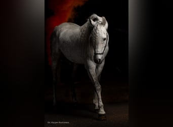 Arabian horses, Stallion, 8 years, 15,1 hh, Grey