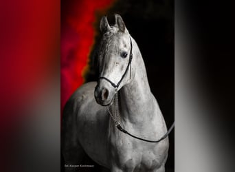 Arabian horses, Stallion, 8 years, 15,1 hh, Grey