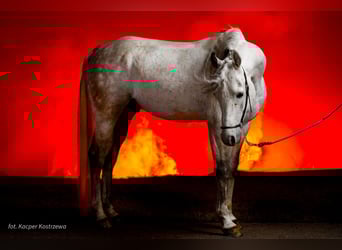 Arabian horses, Stallion, 8 years, 15,1 hh, Grey
