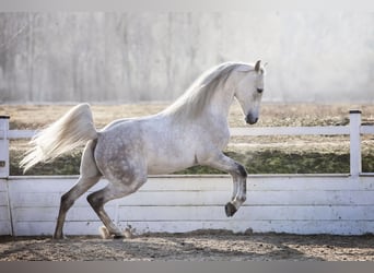 Arabian horses, Stallion, 8 years, 15,1 hh, Grey