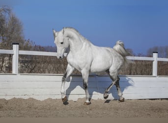 Arabian horses, Stallion, 8 years, 15,1 hh, Grey