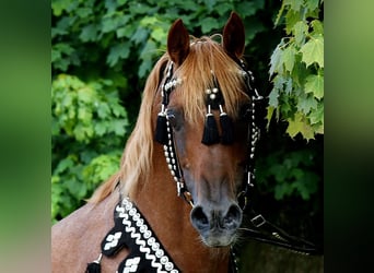 Egyptische Arabier, Hengst, 18 Jaar, 154 cm, Vos