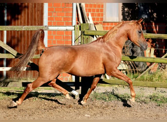Egyptische Arabier, Hengst, 18 Jaar, 154 cm, Vos