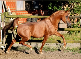 Egyptische Arabier, Hengst, 18 Jaar, 154 cm, Vos