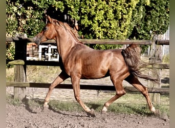 Egyptische Arabier, Hengst, 18 Jaar, 154 cm, Vos