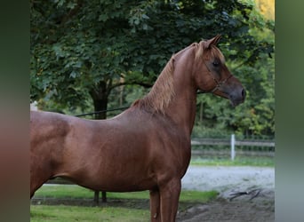 Egyptische Arabier, Hengst, 18 Jaar, 154 cm, Vos