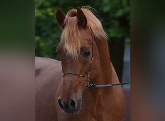 Egyptische Arabier, Hengst, 18 Jaar, 154 cm, Vos