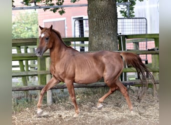 Egyptische Arabier, Hengst, 18 Jaar, 154 cm, Vos