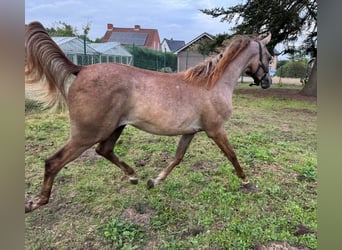 Egyptische Arabier, Hengst, 1 Jaar, 140 cm
