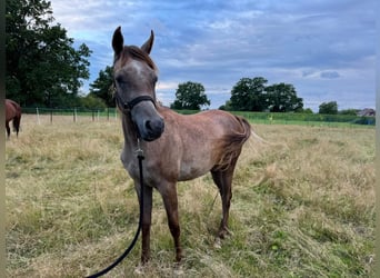 Egyptische Arabier, Hengst, 1 Jaar, 140 cm