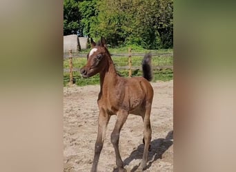 Egyptische Arabier, Hengst, 1 Jaar, 150 cm, Schimmel