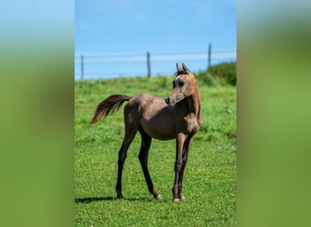 Egyptische Arabier, Hengst, 1 Jaar, 150 cm, Schimmel