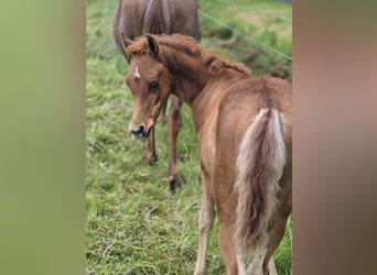 Egyptische Arabier, Hengst, 1 Jaar, 152 cm, Donkere-vos