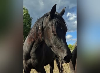 Egyptische Arabier, Hengst, 1 Jaar, 155 cm, Zwart
