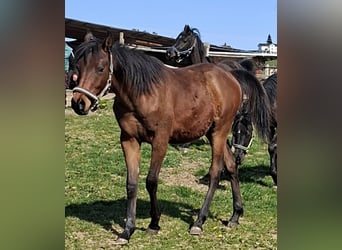Egyptische Arabier, Hengst, 1 Jaar, Bruin