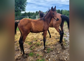 Egyptische Arabier, Hengst, 1 Jaar, Bruin