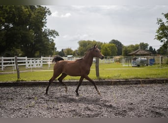 Egyptische Arabier, Hengst, 1 Jaar, Vos