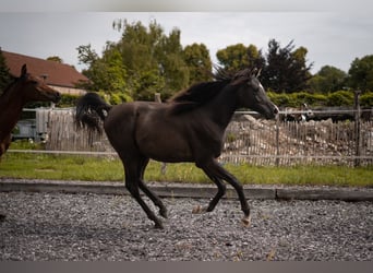 Egyptische Arabier, Hengst, 1 Jaar, Zwart